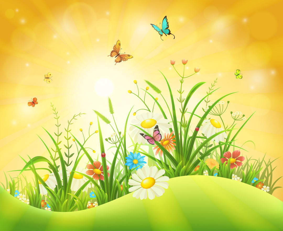 Lowest Evergreen Price